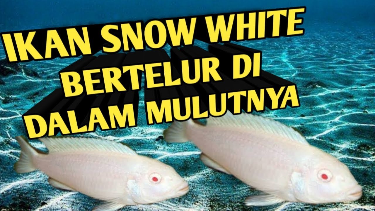 Detail Gambar Ikan Hias Snow White Nomer 47