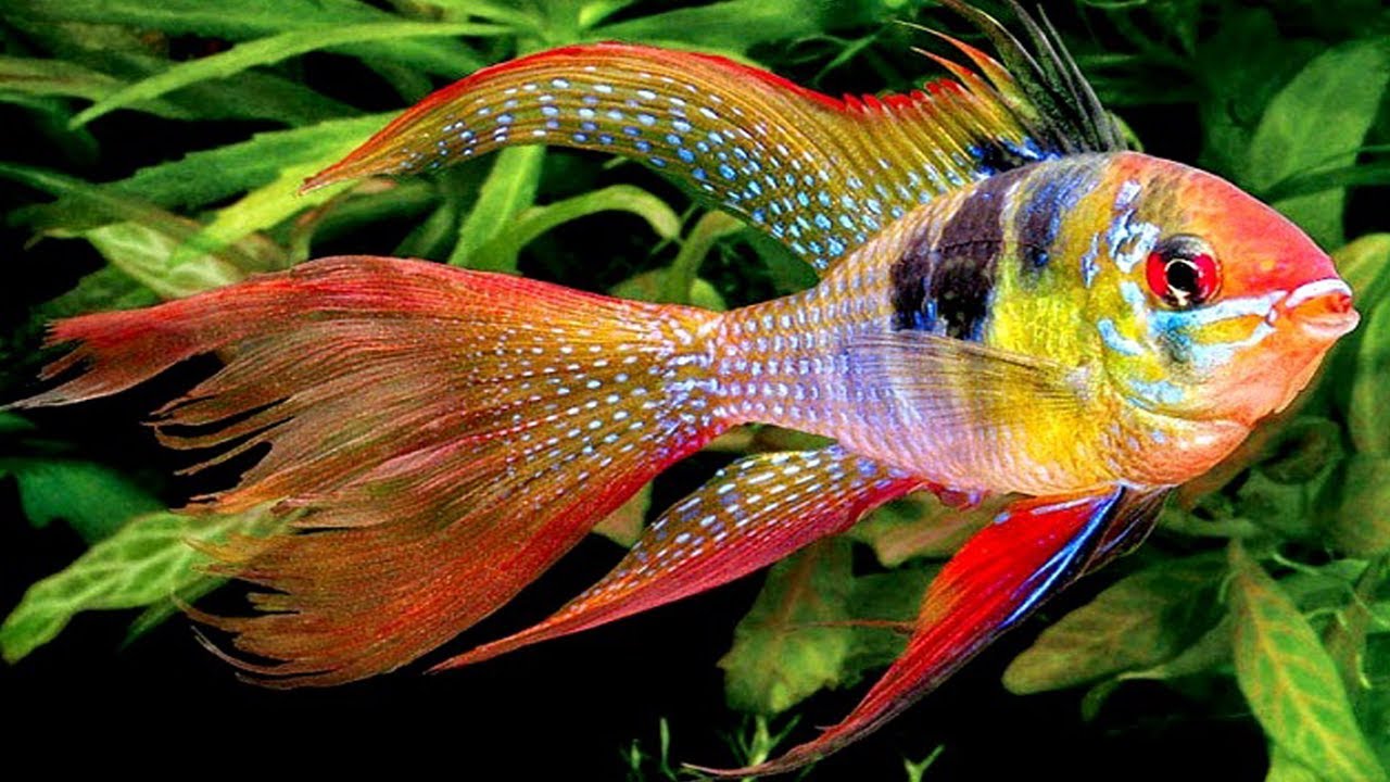 Gambar Ikan Hias Tercantik - KibrisPDR