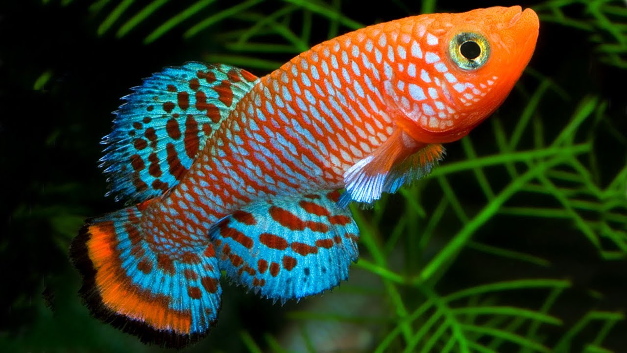 Detail Gambar Ikan Hias Tercantik Nomer 21