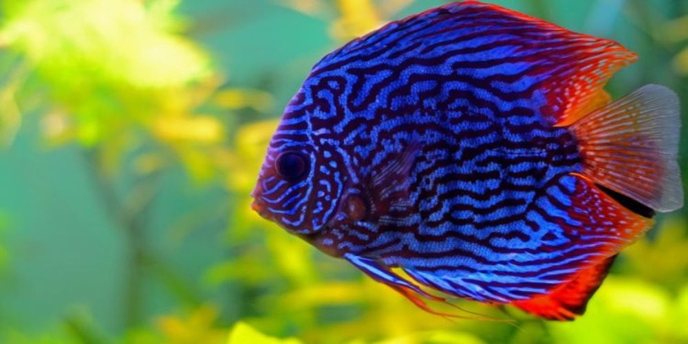 Detail Gambar Ikan Hias Tercantik Nomer 33