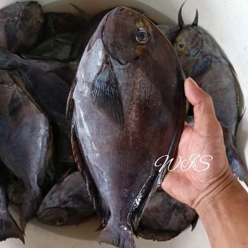 Detail Gambar Ikan Hitam Nomer 26