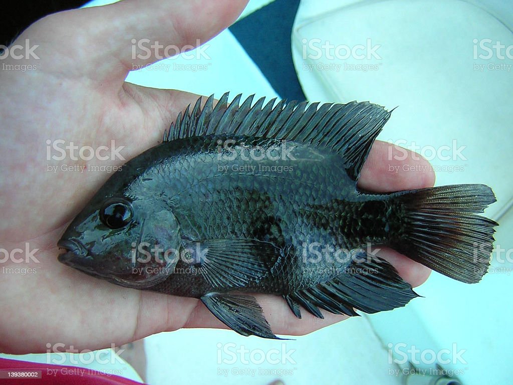 Detail Gambar Ikan Hitam Nomer 10