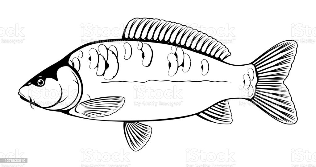 Detail Gambar Ikan Hitam Putih Nomer 18