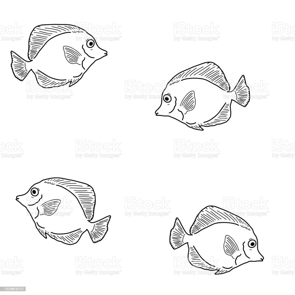 Detail Gambar Ikan Hitam Putih Nomer 24