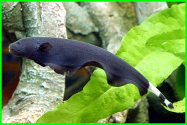 Download Gambar Ikan Hitam Putih Nomer 35