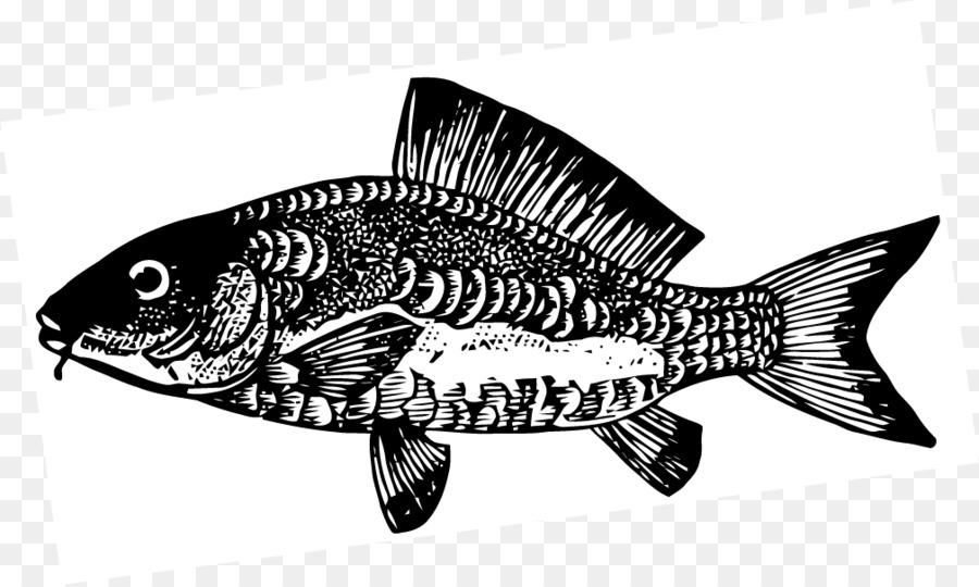 Detail Gambar Ikan Hitam Putih Nomer 46