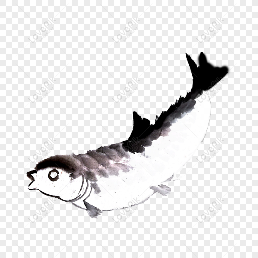 Detail Gambar Ikan Hitam Putih Nomer 53