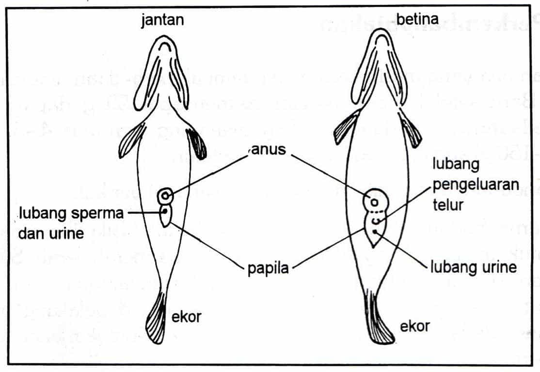 Detail Gambar Ikan Hitam Putih Garis Putus Nomer 31