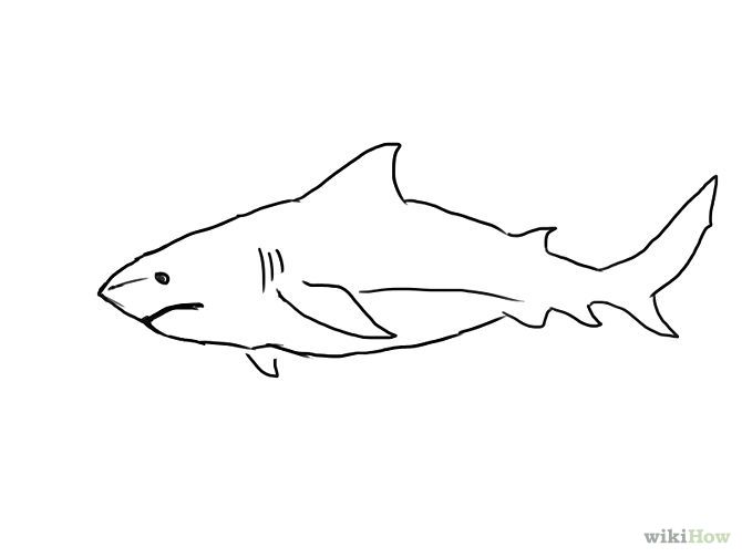 Detail Gambar Ikan Hiu Hitam Putih Nomer 23