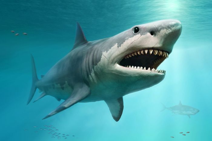 Gambar Ikan Hiu Megalodon - KibrisPDR