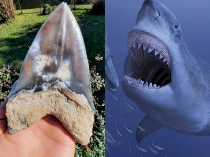 Detail Gambar Ikan Hiu Megalodon Nomer 2