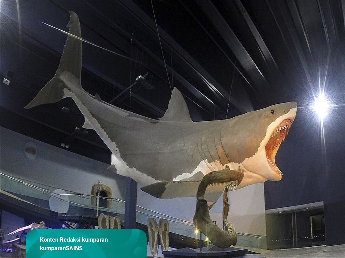 Detail Gambar Ikan Hiu Megalodon Nomer 13