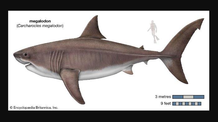 Detail Gambar Ikan Hiu Megalodon Nomer 18