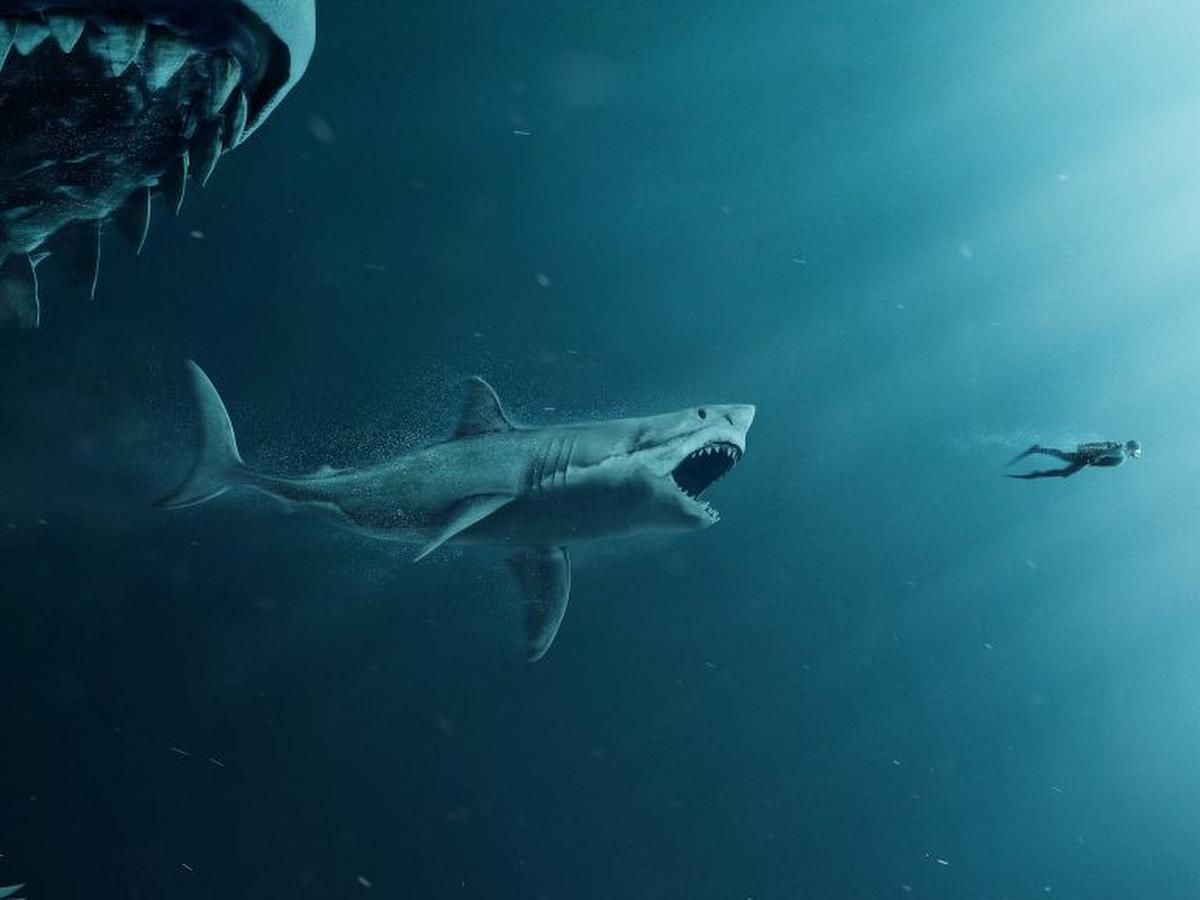 Gambar Ikan Hiu Megalodon - 57+ Koleksi Gambar