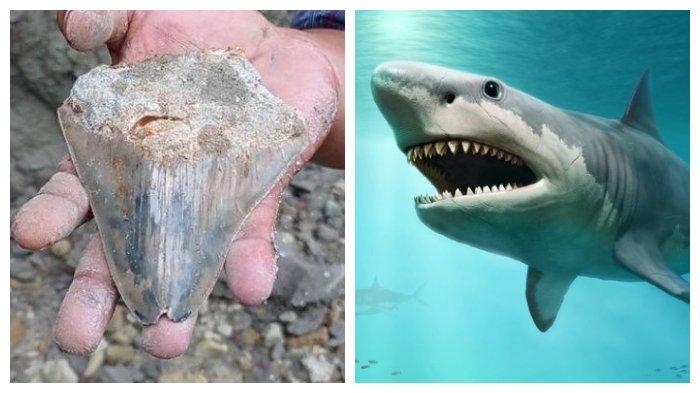 Detail Gambar Ikan Hiu Megalodon Nomer 24