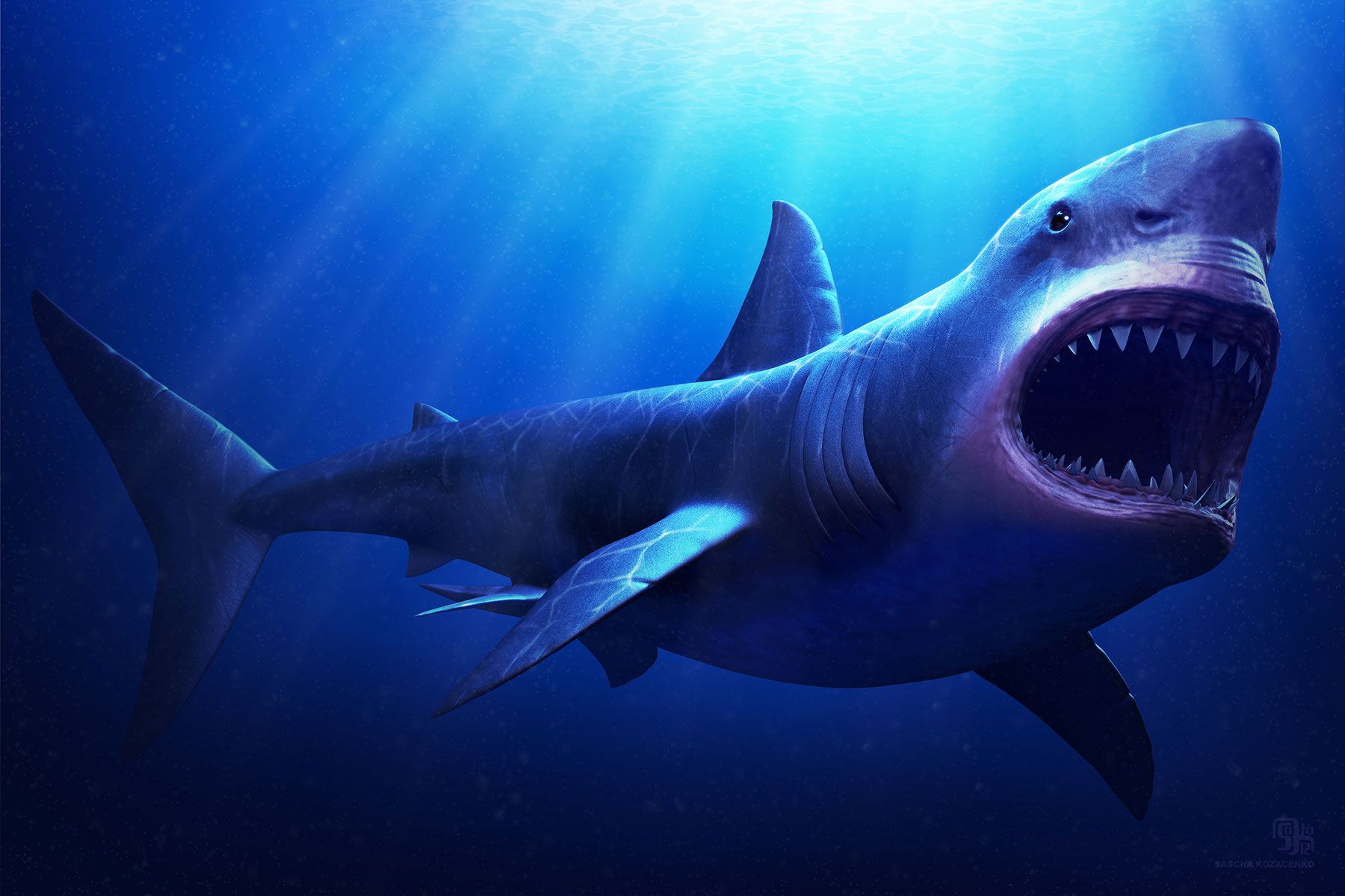 Detail Gambar Ikan Hiu Megalodon Nomer 4