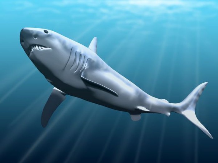 Detail Gambar Ikan Hiu Megalodon Nomer 36