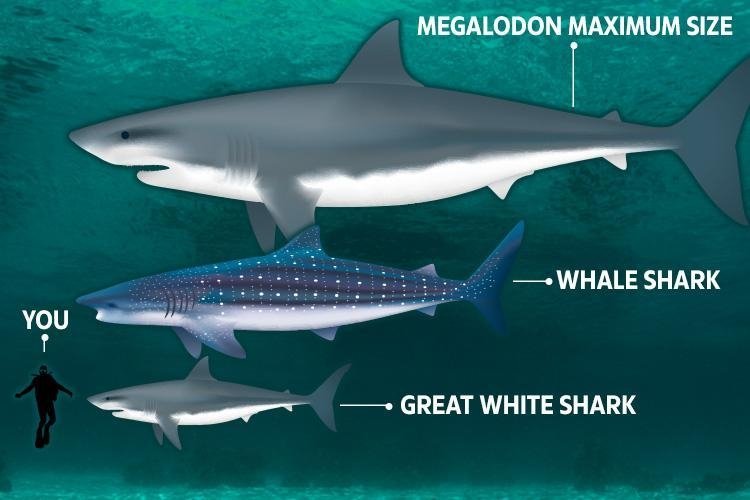 Detail Gambar Ikan Hiu Megalodon Nomer 41