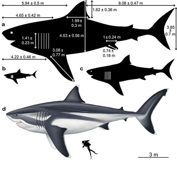 Detail Gambar Ikan Hiu Megalodon Nomer 53