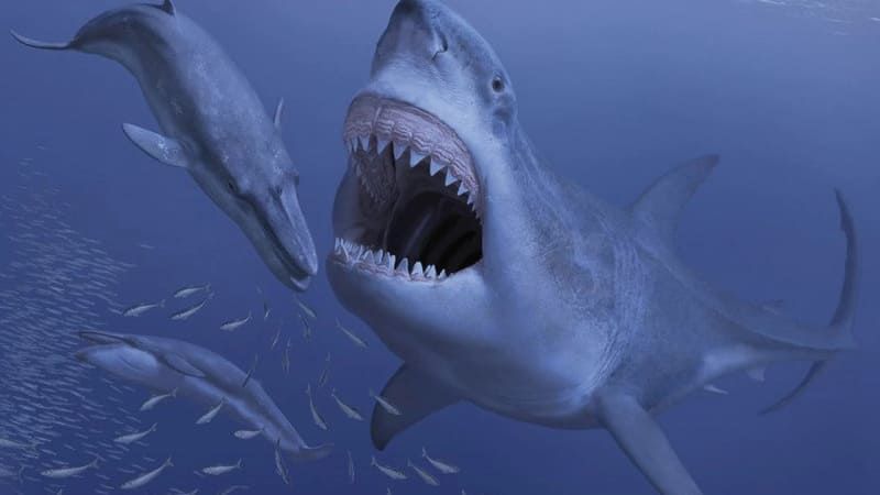 Detail Gambar Ikan Hiu Megalodon Nomer 7