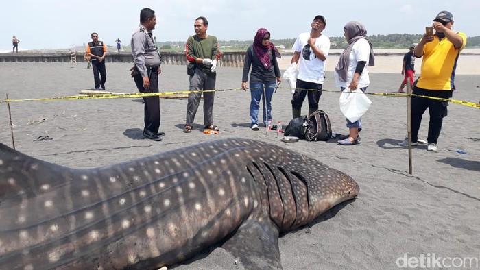 Detail Gambar Ikan Hiu Paus Nomer 45