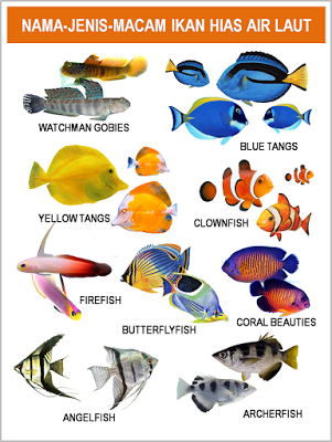 Detail Gambar Ikan Ikan Di Laut Nomer 24