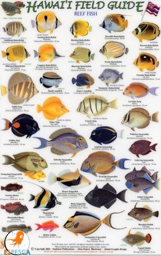Detail Gambar Ikan Ikan Di Laut Nomer 31