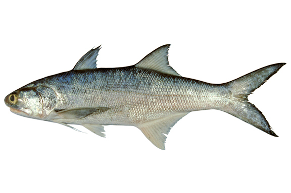 Detail Gambar Ikan Ikan Di Laut Nomer 44