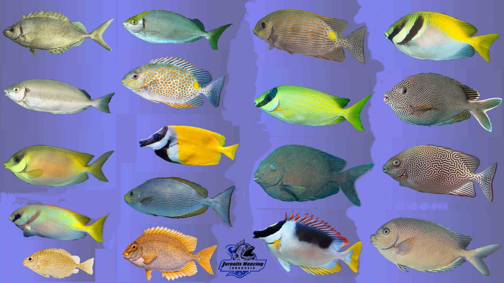Detail Gambar Ikan Ikan Di Laut Nomer 45