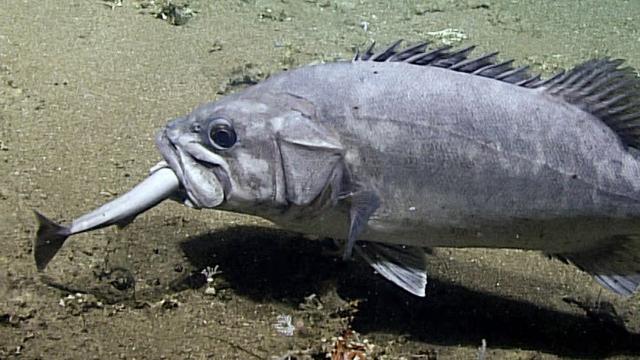 Detail Gambar Ikan Ikan Di Laut Nomer 50
