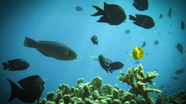 Detail Gambar Ikan Ikan Di Laut Nomer 55