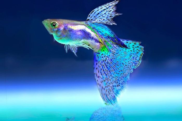 Detail Gambar Ikan Ikan Kecil Nomer 23