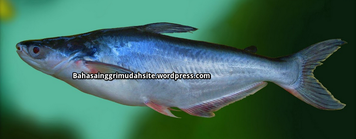 Detail Gambar Ikan Jambal Nomer 24