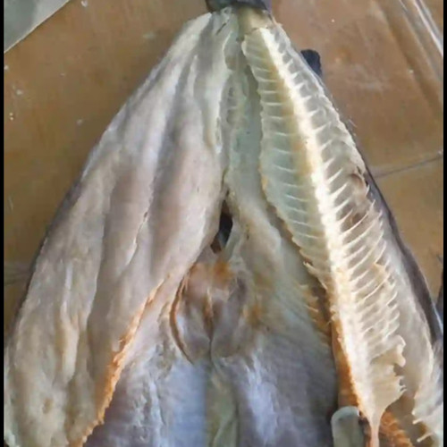 Detail Gambar Ikan Jambal Nomer 50