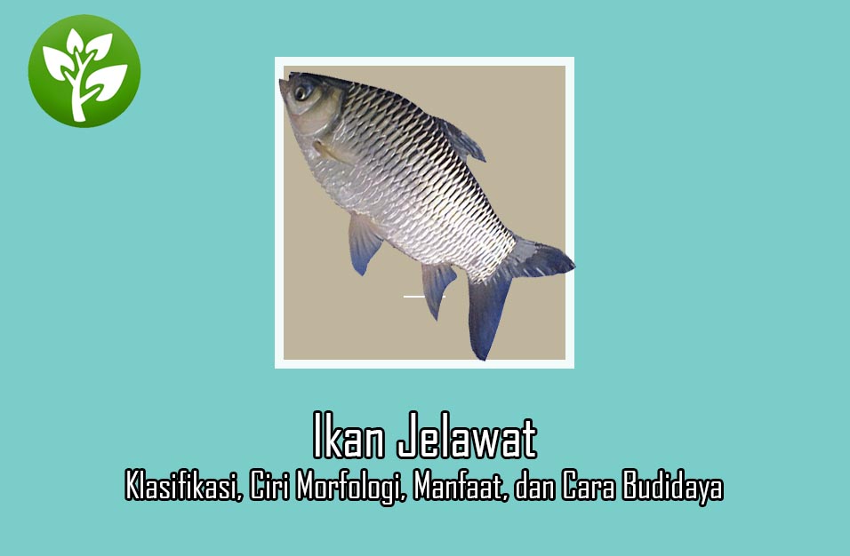 Detail Gambar Ikan Jelawat Nomer 43