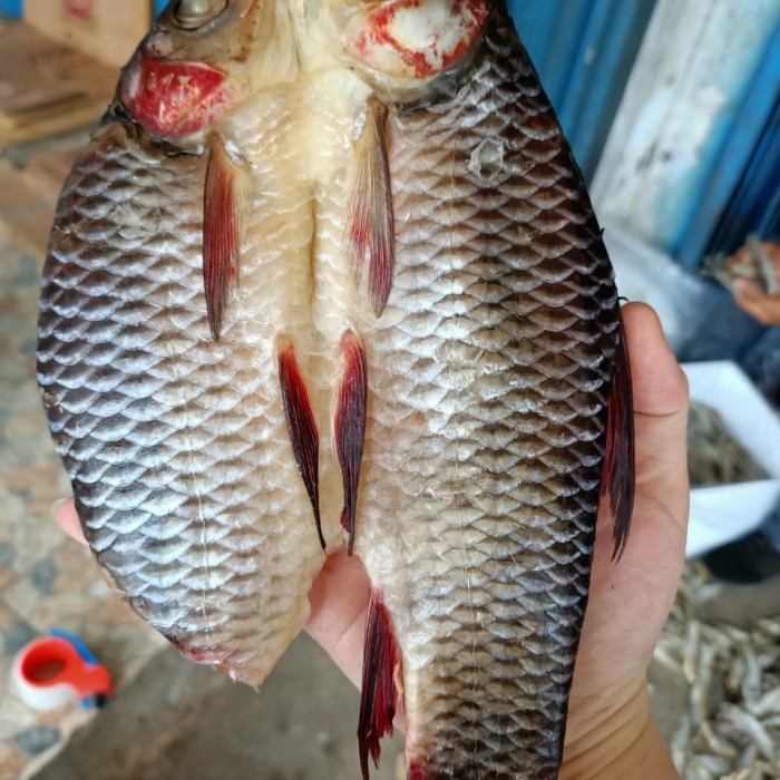 Detail Gambar Ikan Jelawat Nomer 50