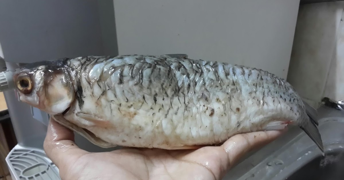 Detail Gambar Ikan Jelawat Nomer 52