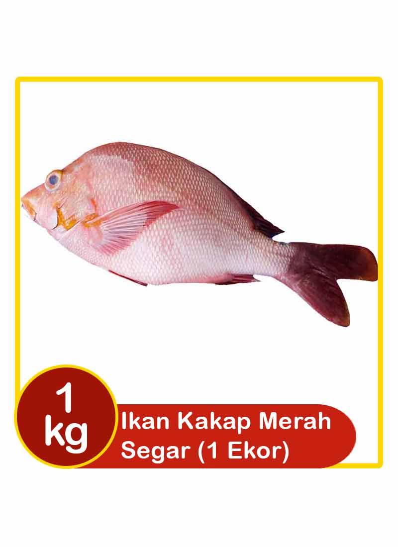 Detail Gambar Ikan Kakap Nomer 20