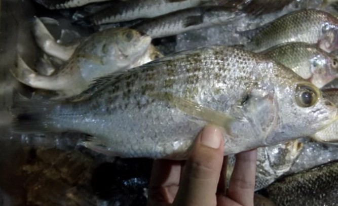 Detail Gambar Ikan Kakap China Nomer 28