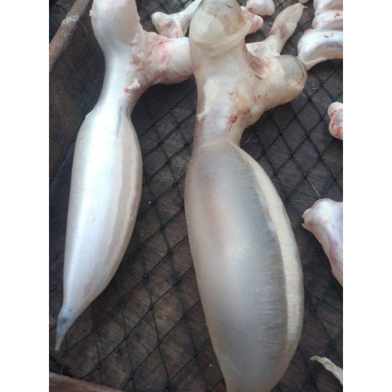 Detail Gambar Ikan Kakap Cina Nomer 39