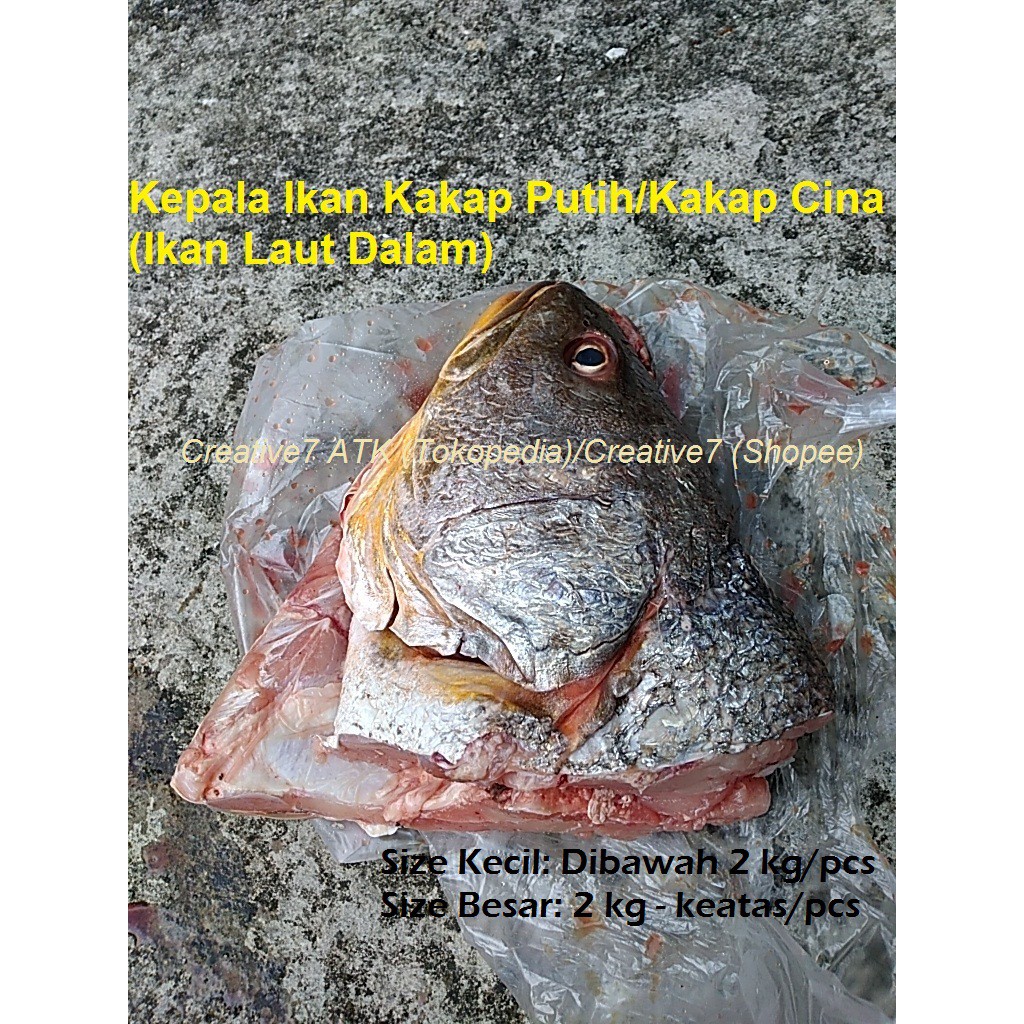 Detail Gambar Ikan Kakap Cina Nomer 47