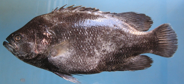 Detail Gambar Ikan Kakap Hitam Nomer 17