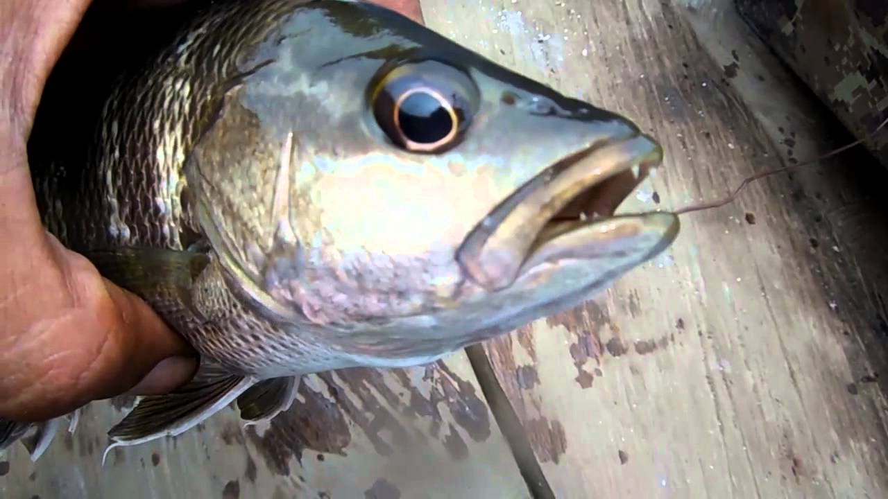 Detail Gambar Ikan Kakap Hitam Nomer 24