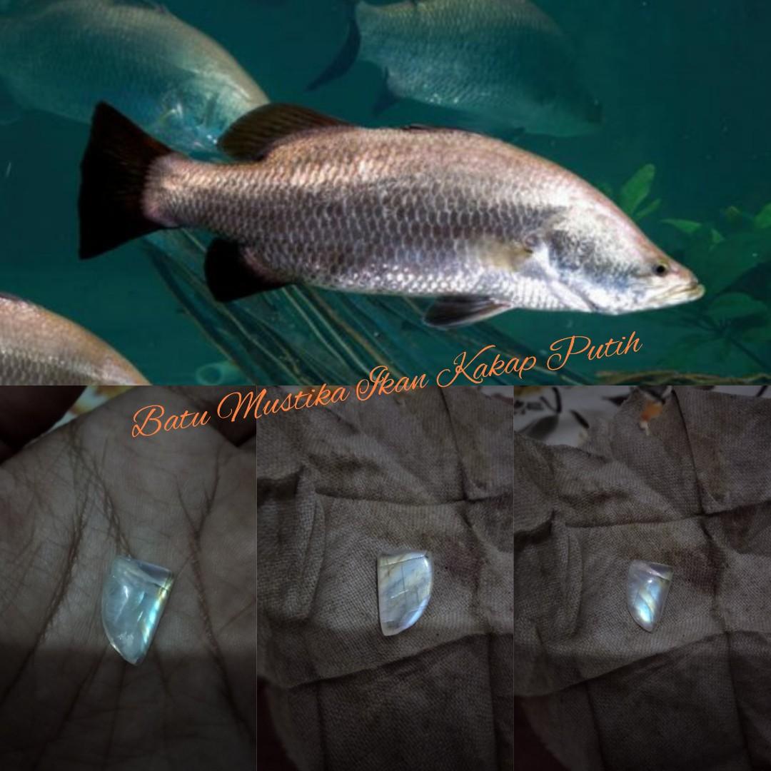 Detail Gambar Ikan Kakap Hitam Nomer 29