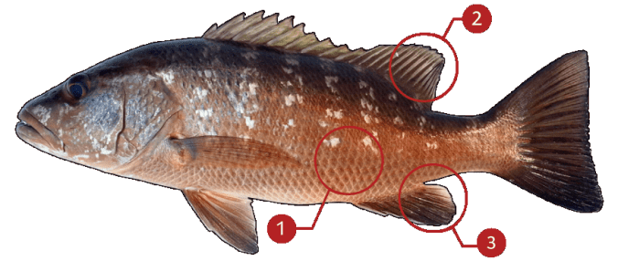 Detail Gambar Ikan Kakap Hitam Nomer 33