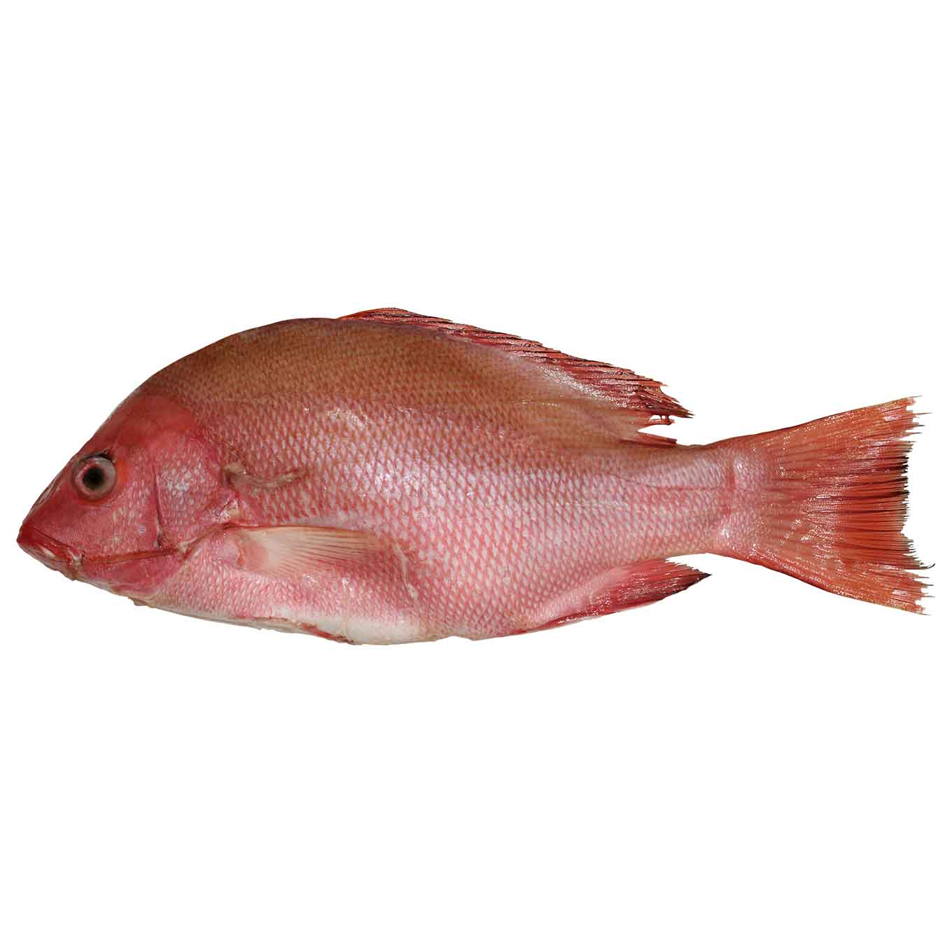 Gambar Ikan Kakap Merah - KibrisPDR