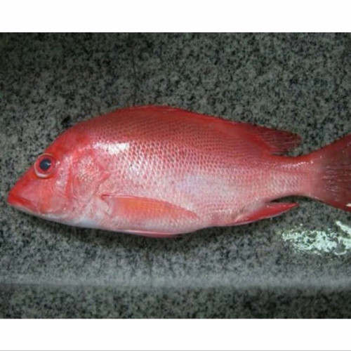 Detail Gambar Ikan Kakap Merah Nomer 2