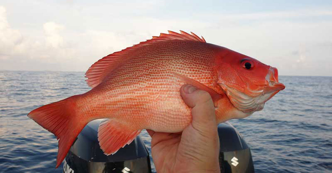 Detail Gambar Ikan Kakap Merah Nomer 15