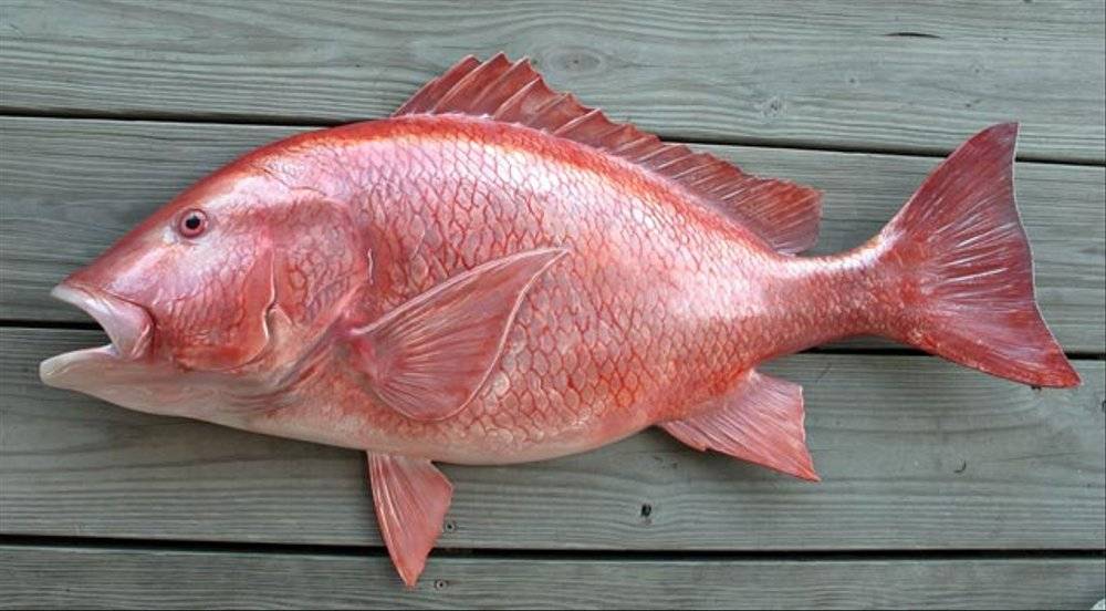 Detail Gambar Ikan Kakap Merah Nomer 20