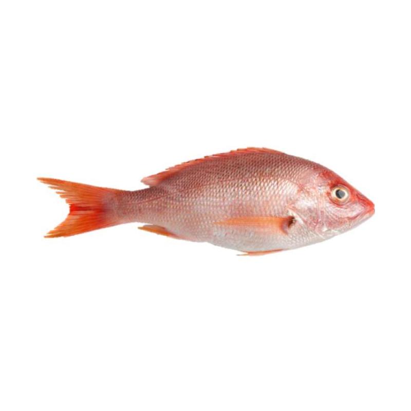 Detail Gambar Ikan Kakap Merah Nomer 22